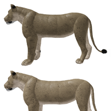 African Lion Roblox Wild Savannah Wiki Fandom - lion 30 roblox