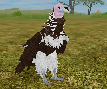 Lappet Faced Vulture Roblox Wild Savannah Wiki Fandom - roblox wild savannah how to fly