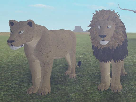 African Lion Roblox Wild Savannah Wiki Fandom Powered By - 