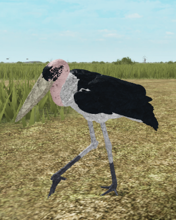 Marabou Stork Roblox Wild Savannah Wiki Fandom