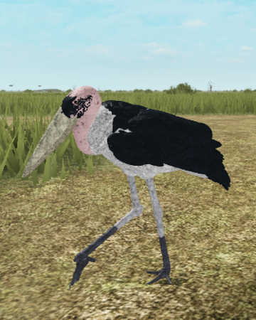 Marabou Stork Roblox Wild Savannah Wiki Fandom - how to exploit roblox wild savannah