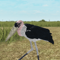 Marabou Stork Roblox Wild Savannah Wiki Fandom