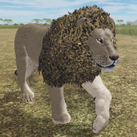 African Lion Roblox Wild Savannah Wiki Fandom - wild savannah roblox lion pride