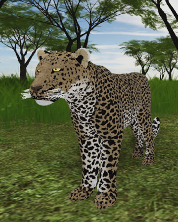 Leopard Roblox Wild Savannah Wiki Fandom - roblox wild savanna w i p how to climb ontop of a tree computer