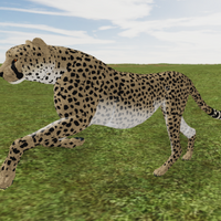 African Cheetah Roblox Wild Savannah Wiki Fandom