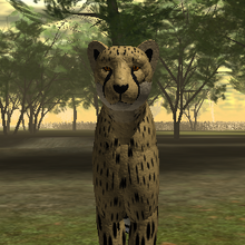wild savannah roblox update Cheetah Gallery Roblox Wild Savannah Wiki Fandom