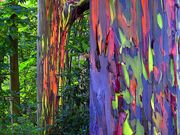 Rainbow Wood And Paperbark Cherry Wood Fandom - roblox lumber tycoon 2 how to get rainbow trees youtube