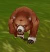 Wild red bear