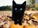Black kitten