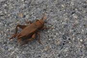 Annoying cricket