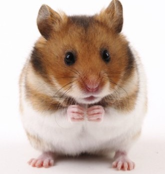 hamster