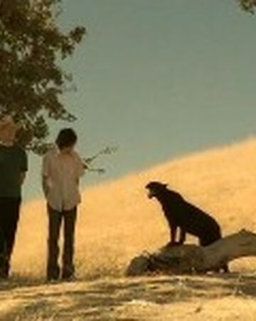 Island In The Sun Weezer Music Video Wiki Fandom