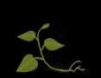 Sunflower plant