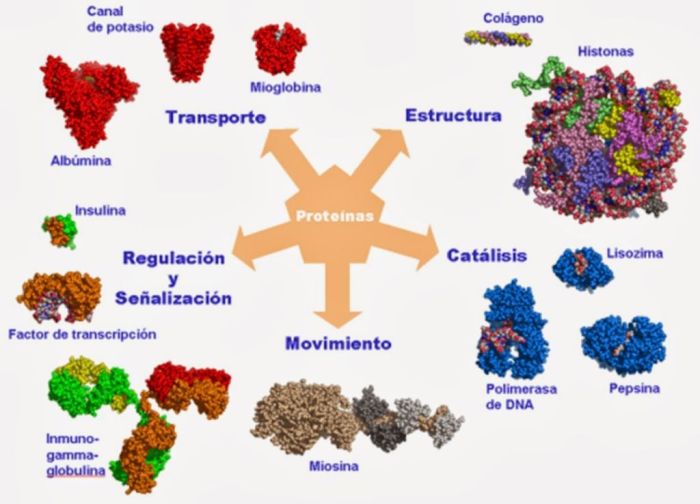 Función Macromoleculas Wiki Fandom