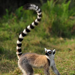 Король Джулиан | Мадагаскар вики | Fandom