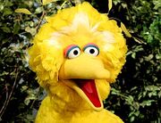 Big-bird