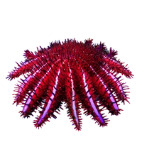 Crown of Thorns Starfish | Mafia Wars Wiki | Fandom