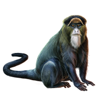 De Brazza's Monkey | Mafia Wars Wiki | FANDOM powered by Wikia