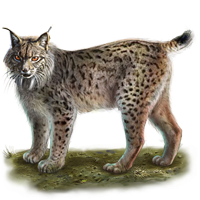 Image - Huge item iberianlynx 01.png | Mafia Wars Wiki | FANDOM powered ...