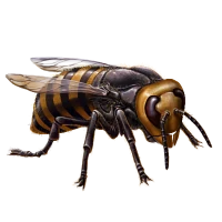 Japanese Giant Hornet Mafia Wars Wiki Fandom
