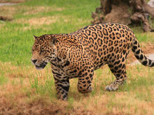 Jaguar