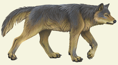 direwolf magistream wiki fandom powered by wikia