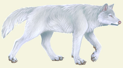 Direwolf-albino
