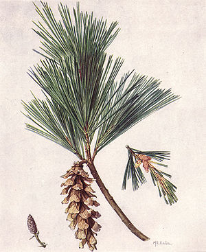 M white pine cone and tassel