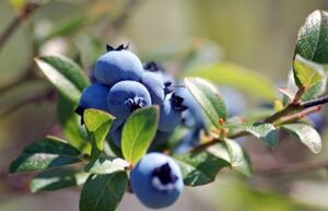 M wild blueberries