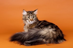 M maine coon