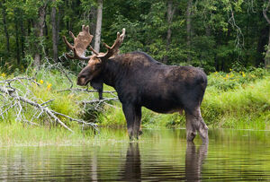 M moose