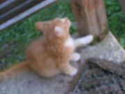 Firestar!!!