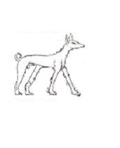 Hund