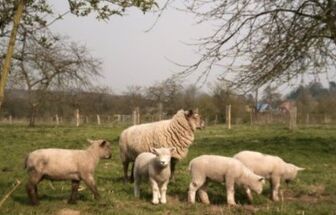 Lambs2