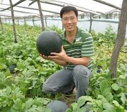 Chinese winter melon