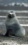 Arctocephalus fredericii