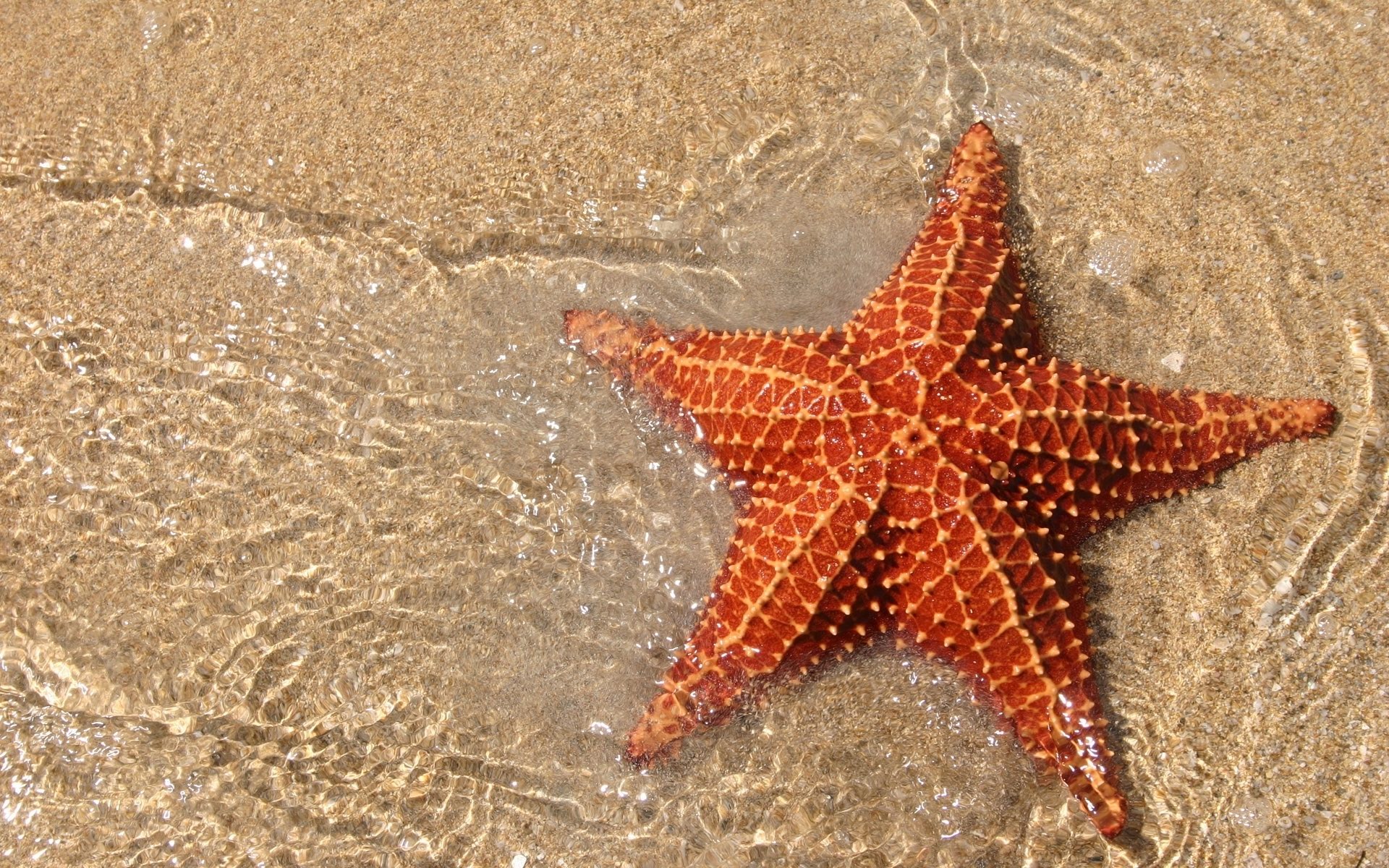image ocean sand sea star jpg marine wiki fandom powered by wikia