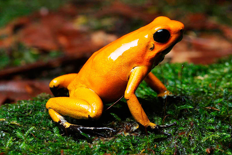 image golden poison frog jpg marine wiki fandom powered by wikia