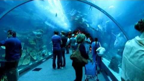 Dubai Aquarium And Underwater Zoo Marine Wiki Fandom