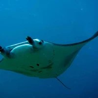 Manta Ray Marine Wiki Fandom