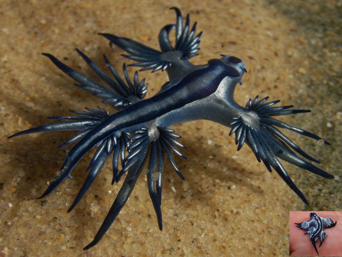 Image - Glaucus-atlanticus-sea-slug-like-blue-dragon-1152x864.jpg ...