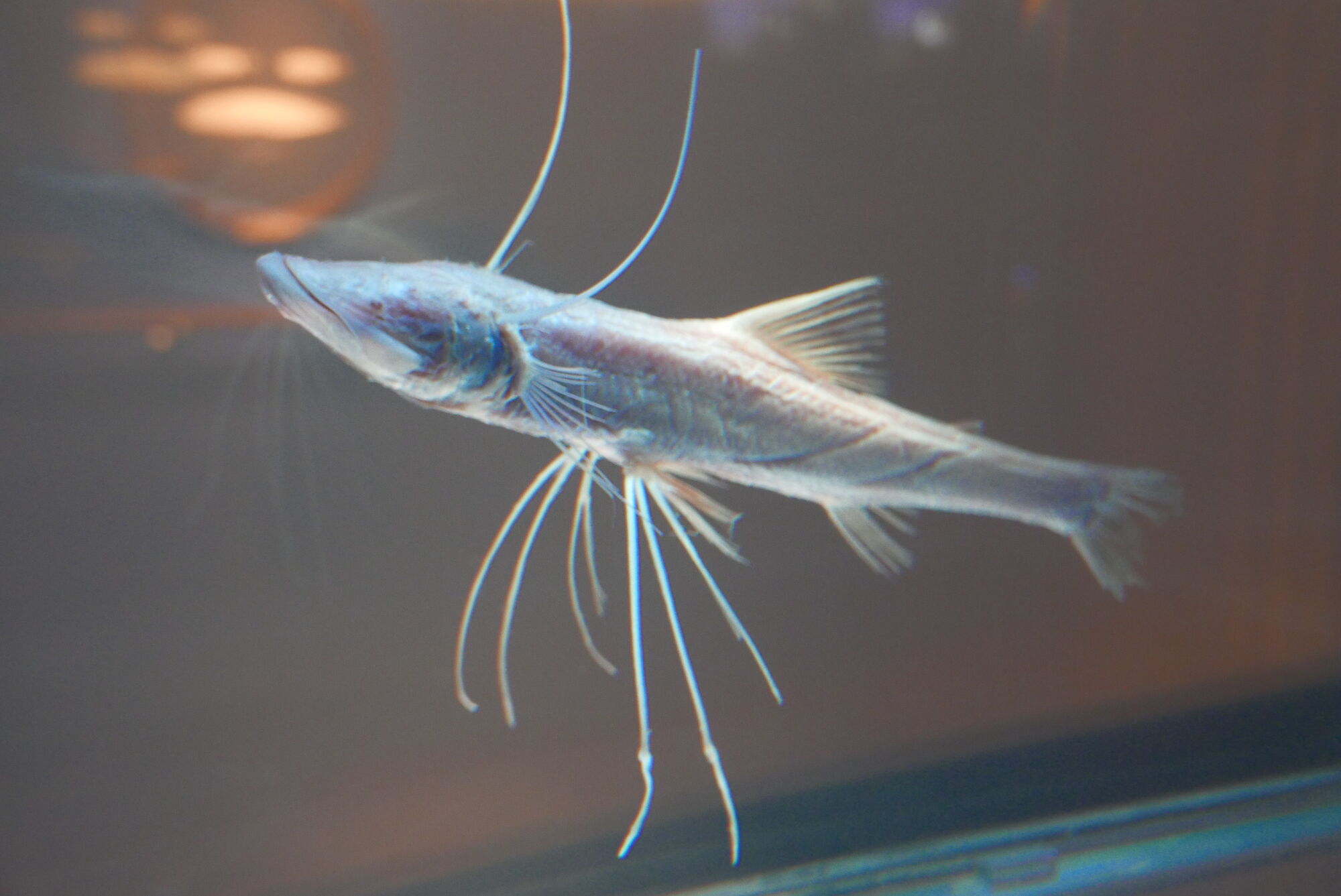 Tripod Fish Marine Wiki Fandom