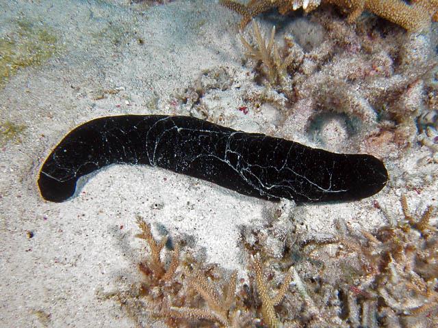 image black sea cucumber