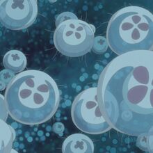 Moon Jellyfish Marine Wiki Fandom