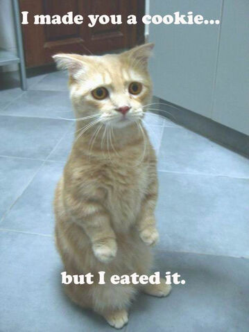Arquivo:Cookielolcat2.jpg