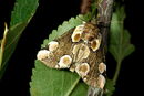Thyatira batis