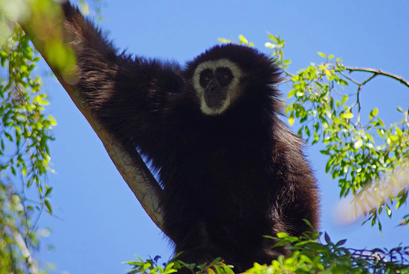 Gibbon Marvel Animated Universe Fanon Wiki Fandom