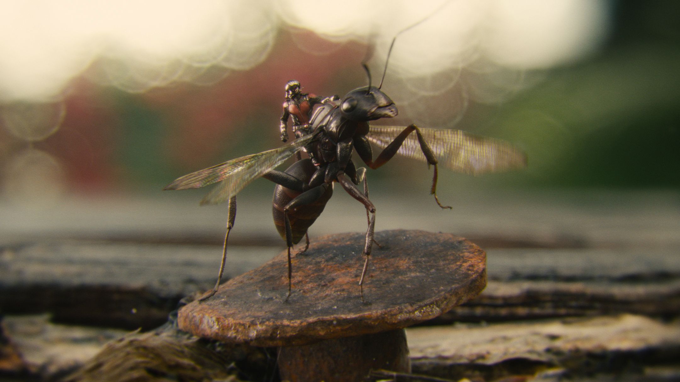 ผลการค้นหารูปภาพสำหรับ antman ant tony