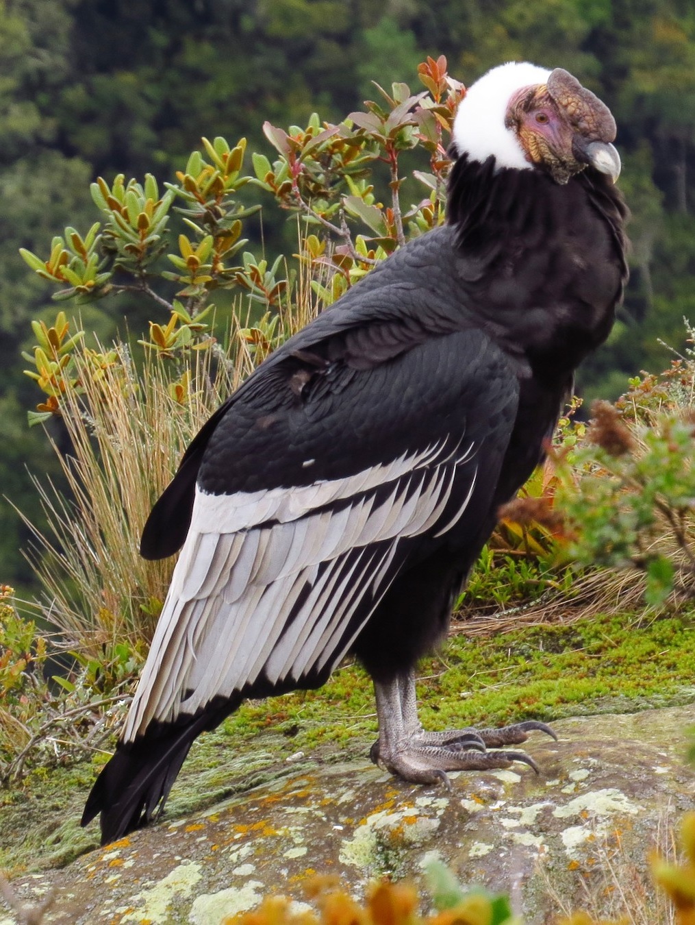 Andean Condors (Earth-7045) | Comic Crossroads | Fandom