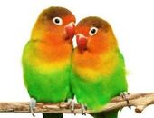 Inseparabili